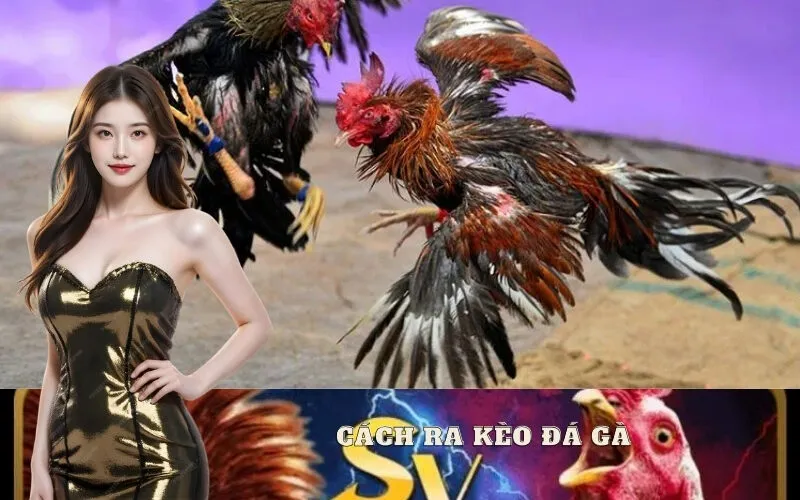 Cách Ra Kèo Đá Gà