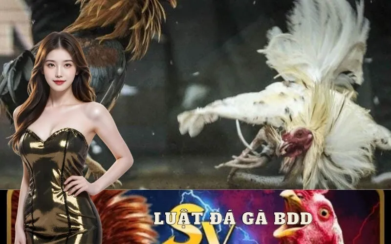 Luật Đá Gà BDD