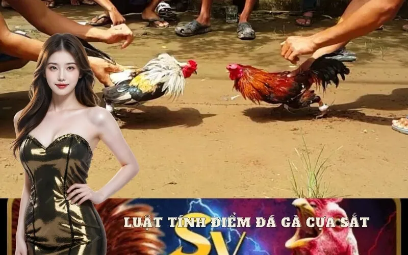 Luật Tính Điểm Đá Gà Cựa Sắt