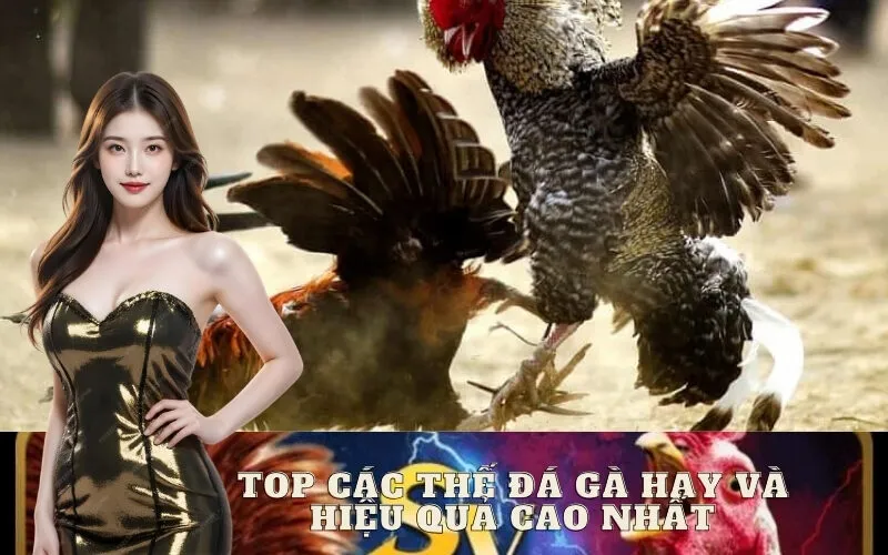 Top Các Thế Đá Gà Hay và Hiệu Quả Cao Nhất