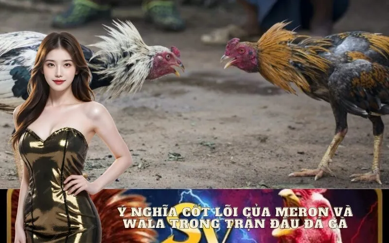 Ý nghĩa cốt lõi của Meron và Wala trong trận đấu đá gà