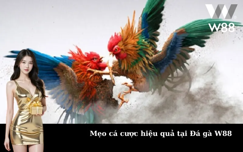 Mẹo cá cược hiệu quả tại Đá gà W88